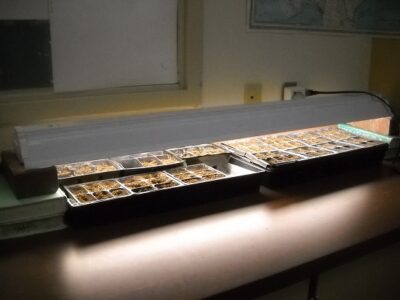 Seed-Starting, Part 1 Image